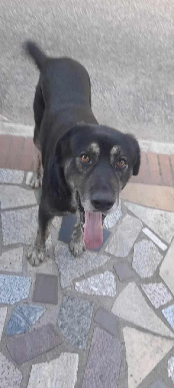 BALDO – 1 anno e mezzo, taglia media Foto 3